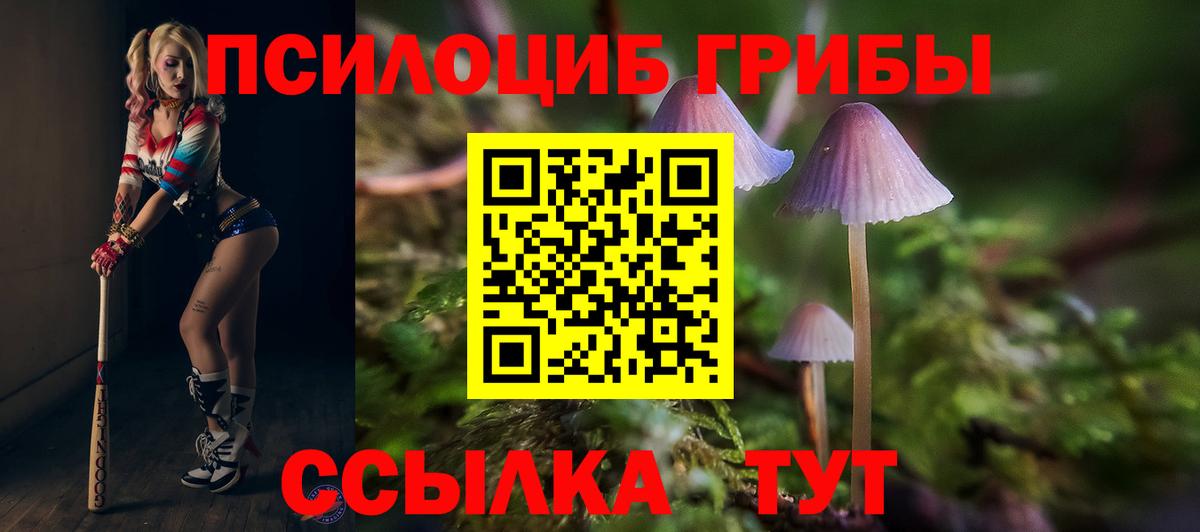 Галлюциногенные грибы Psilocybine cubensis Каспийск